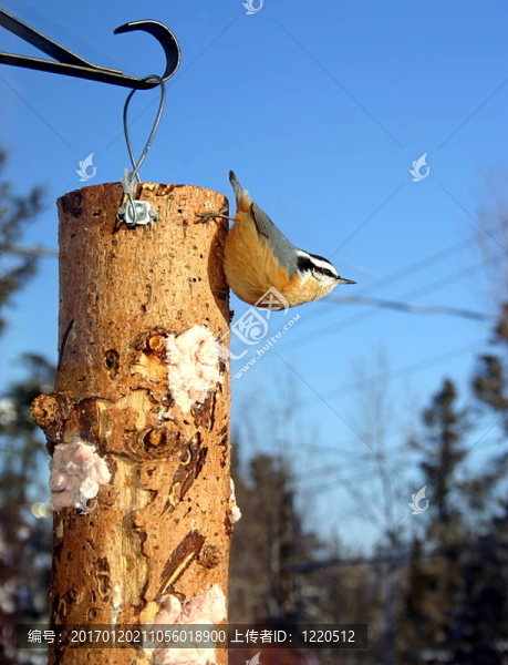 紅胸幣-匯圖網(wǎng) www.fosd68.com 紅胸幣