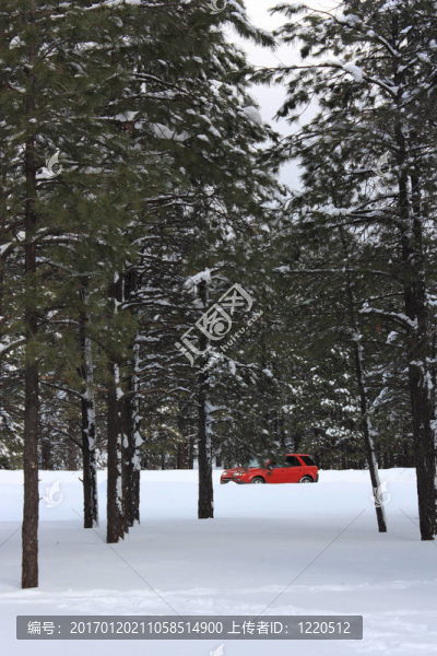 冬季森林車