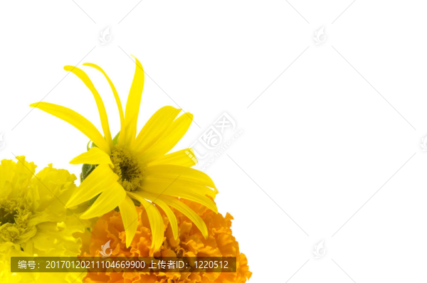 向日葵和金盞花的背景