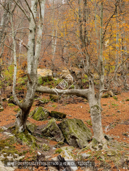 樹(shù)的愛(ài)