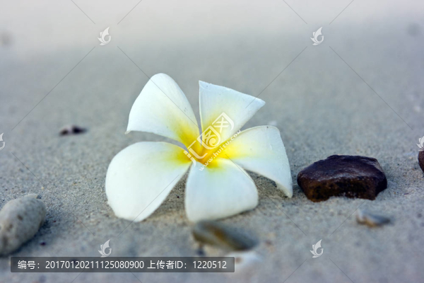 花灘