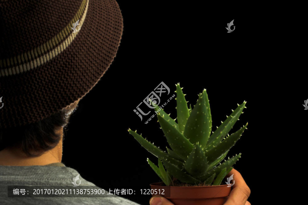 蘆薈