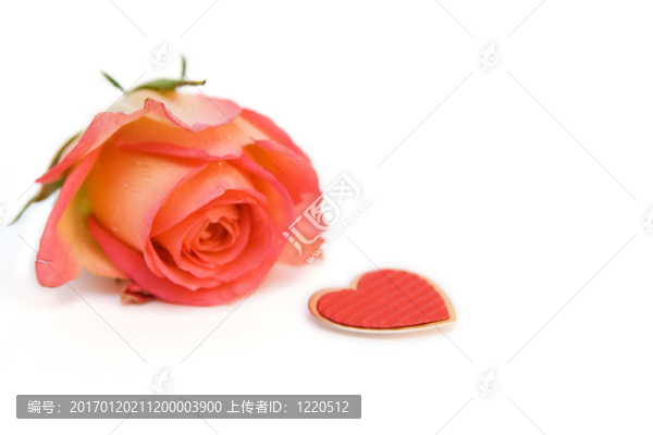 白色玫瑰上分離。S