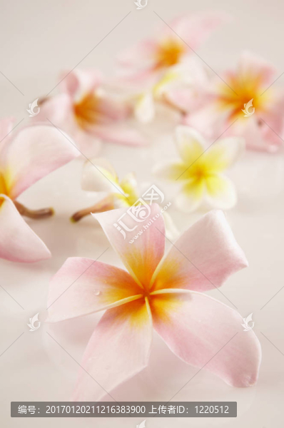 粉紅色的雞蛋花（雞蛋花