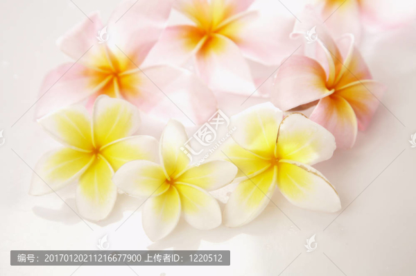 粉紅色的雞蛋花（雞蛋花