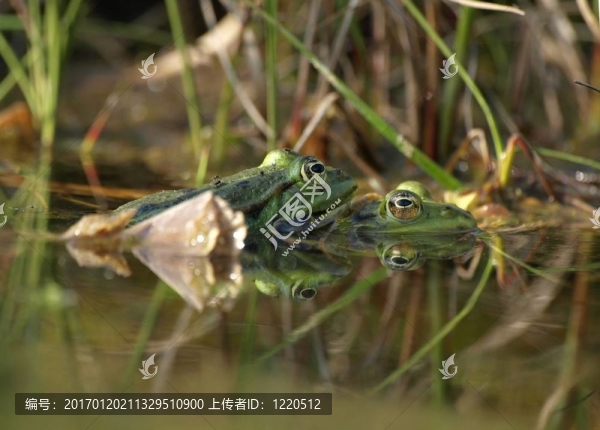 池塘里的青蛙