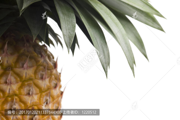 新鮮佛羅里達(dá)菠蘿白色
