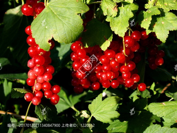 紅醋栗