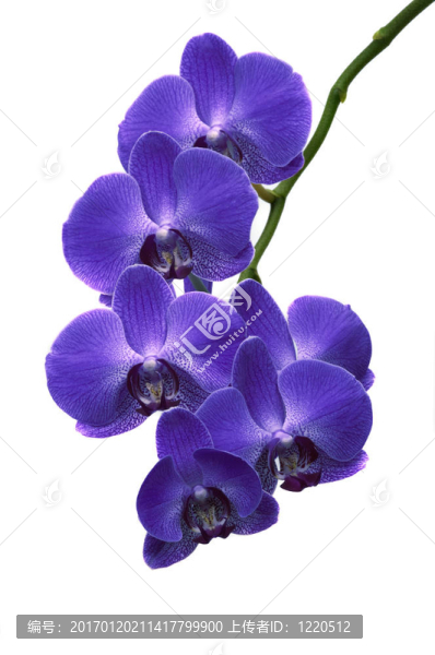 蘭花