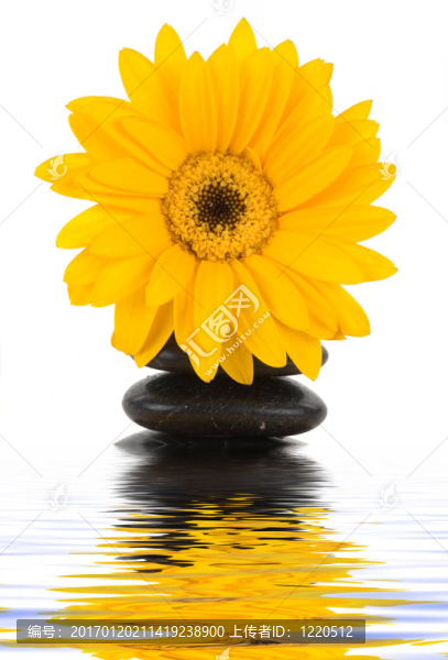 雛菊