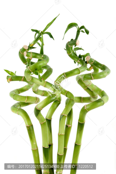 竹