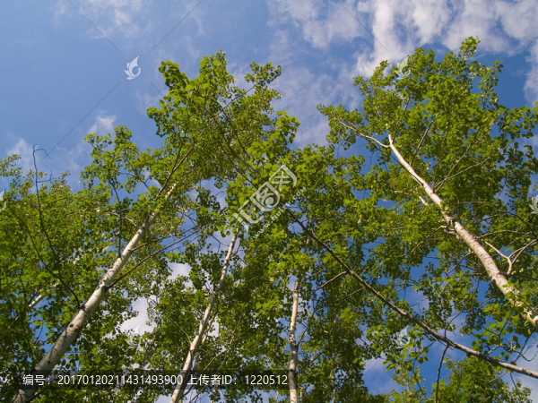 綠白的白的白的白的