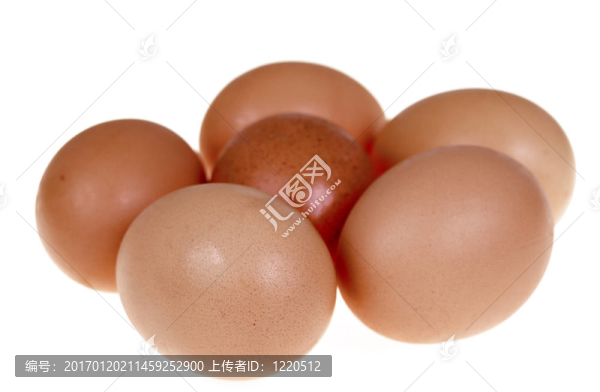 六新鮮雞蛋-匯圖網(wǎng) www.fosd68.com 六新鮮雞蛋