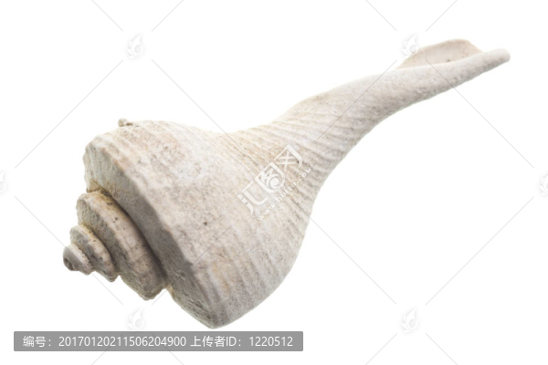 貝殼白色隔離