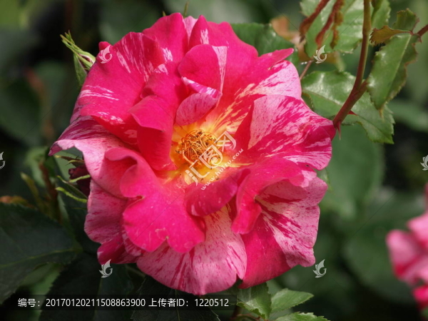 玫瑰-匯圖網(wǎng) www.fosd68.com 玫瑰