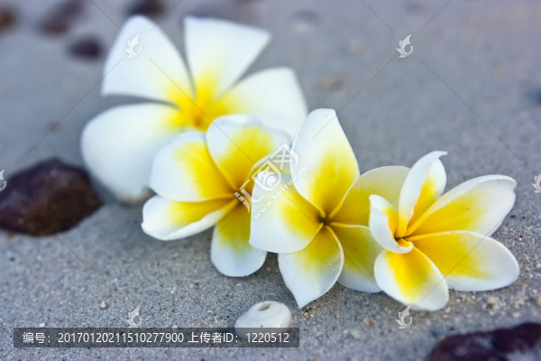 海灘上的花