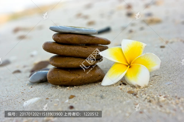 海灘上的花