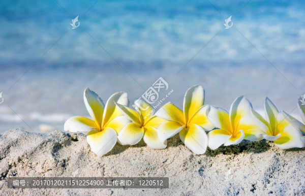 海灘上的花