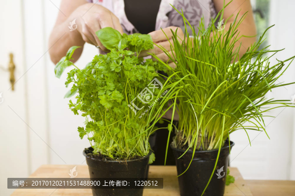 女人在廚房