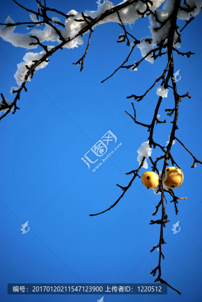 蘋果與雪