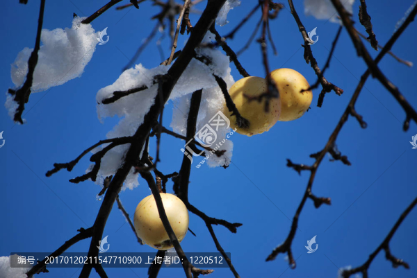 蘋果與雪
