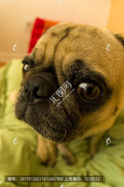 獅子狗