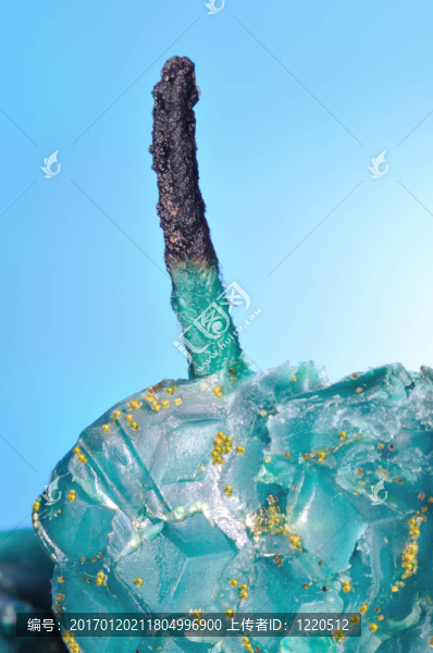 蜜蜂蠟節(jié)日蠟燭