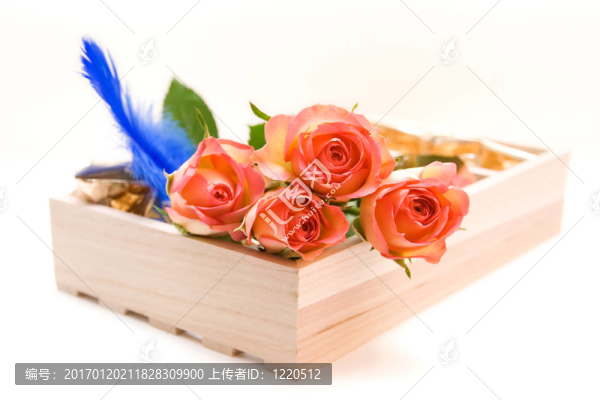 白色在白色的玫瑰。