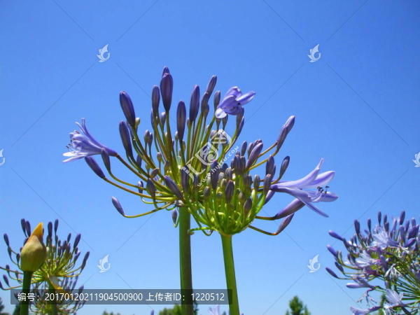 百子蓮的花