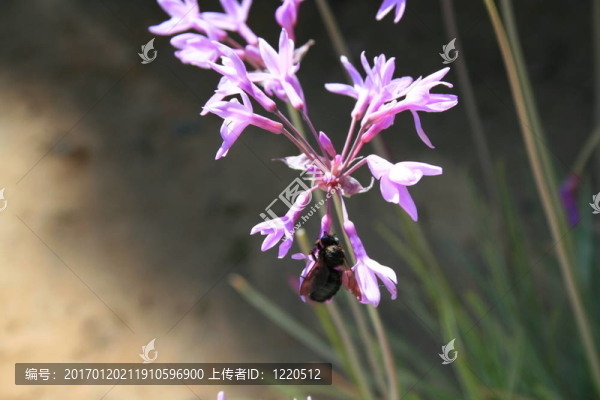 黑蜂