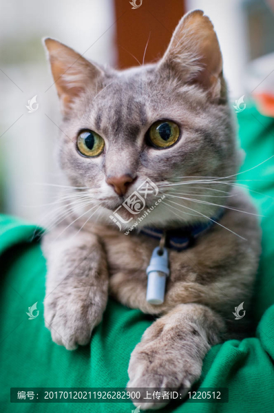 沙特爾貓血統(tǒng)的貓