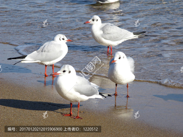 海鷗