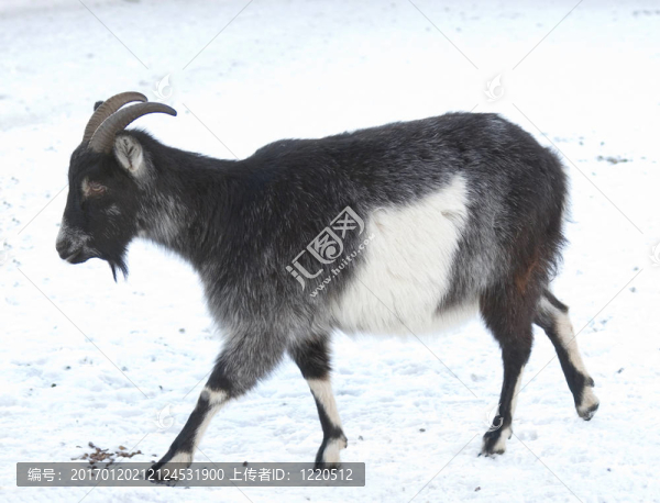 山羊-匯圖網(wǎng) www.fosd68.com 山羊