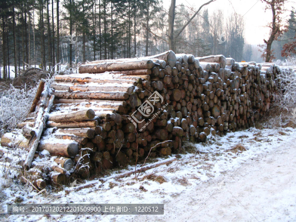 森林砍伐-匯圖網(wǎng) www.fosd68.com 森林砍伐