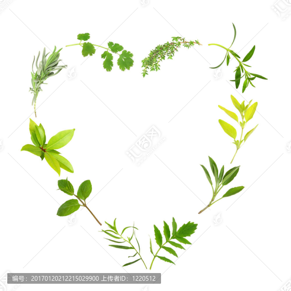 草本植物，葉心