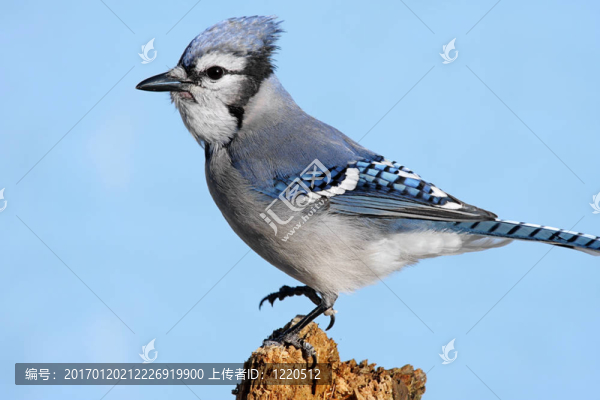 在一個(gè)殘端上的藍(lán)鳥