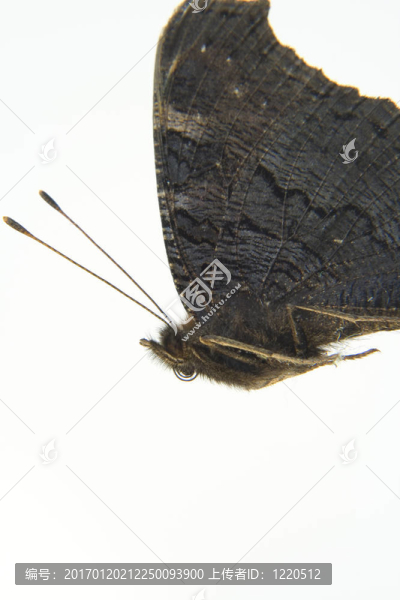 死蝴蝶宏觀上的白色