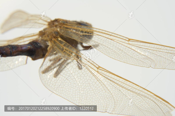 死去的蜻蜓微距特寫(xiě)