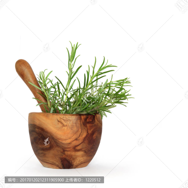 迷迭香的葉子