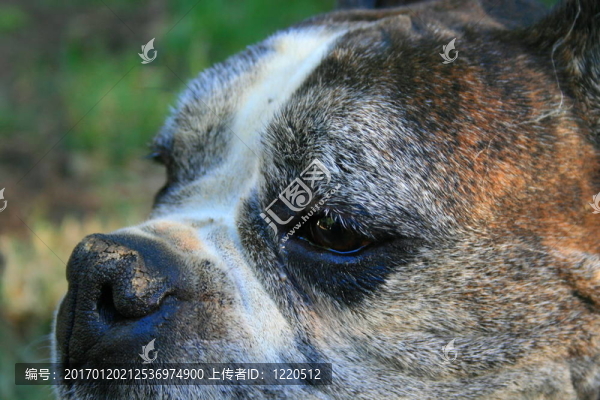 拳擊狗臉接近-匯圖網(wǎng) www.fosd68.com 拳擊狗臉接近