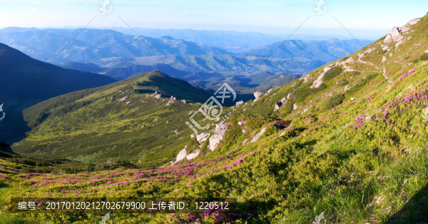 高山杜鵑盛開