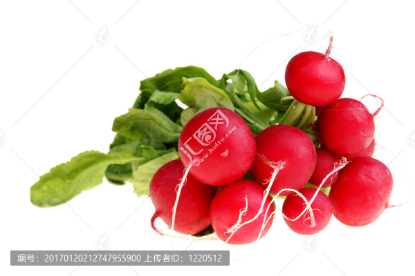 把蘿卜