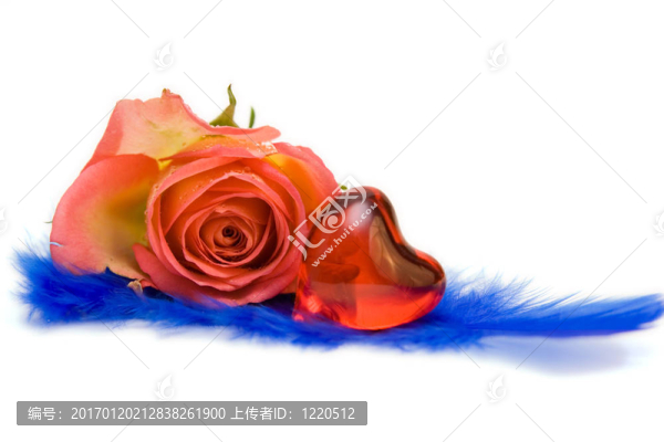 玫瑰紅的心隔離