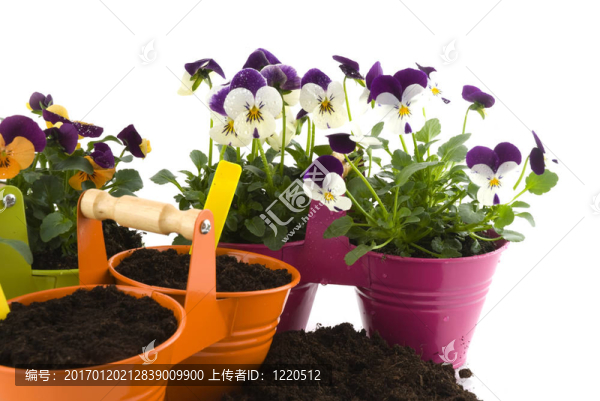 園林與種子和植物