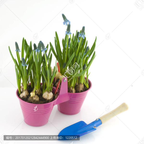 藍色的小葡萄hyacint