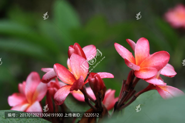 雞蛋（雞蛋）
