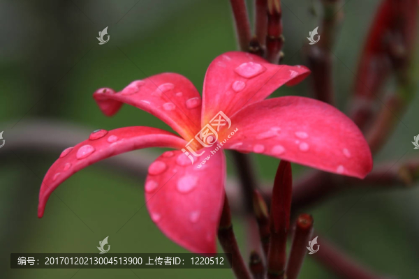 雞蛋（雞蛋）
