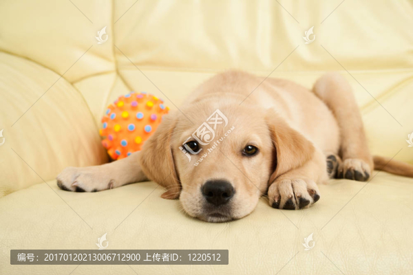 黃金獵犬小狗