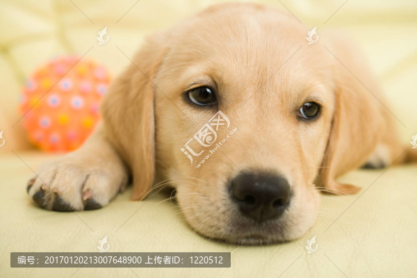 黃金獵犬小狗