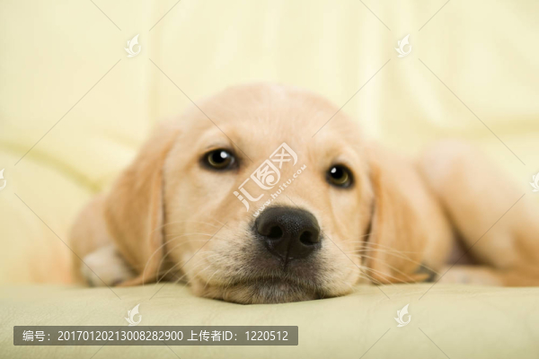 黃金獵犬小狗